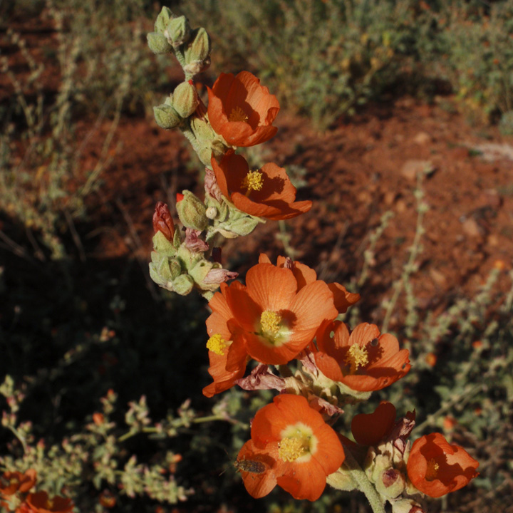 Plant image