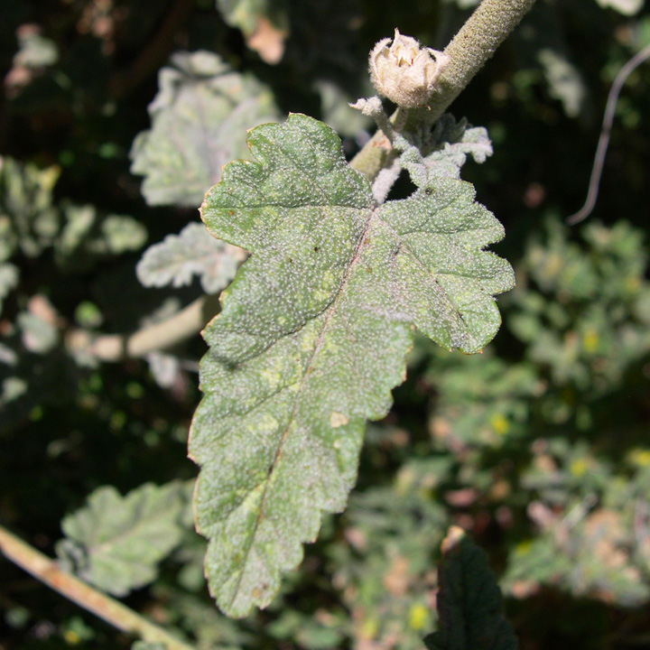 Plant image