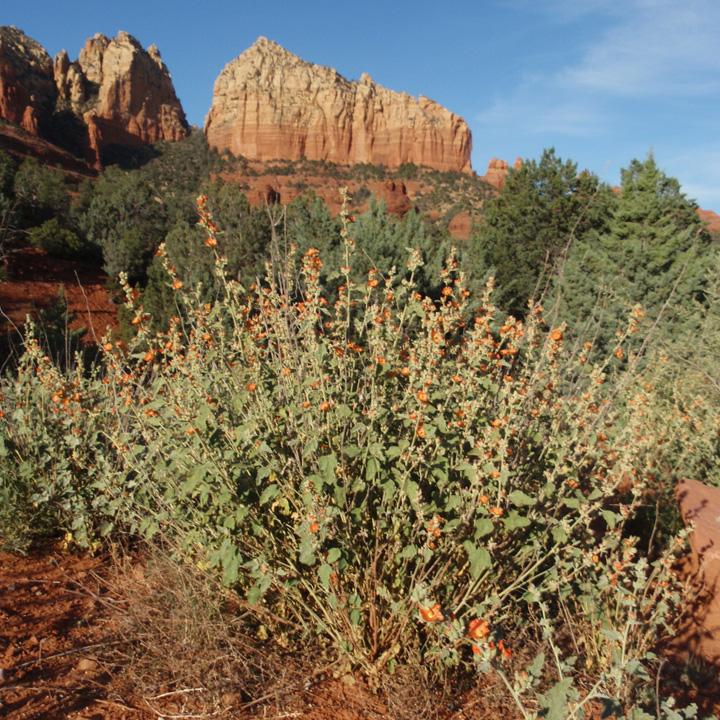Plant image
