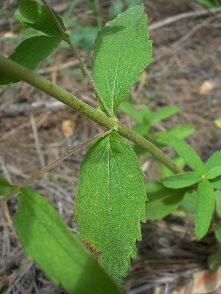 Plant image