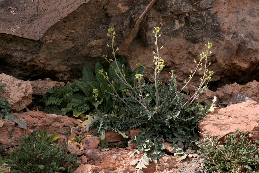 Plant 