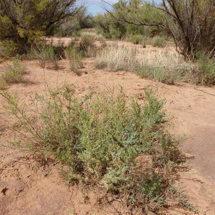 Plant image