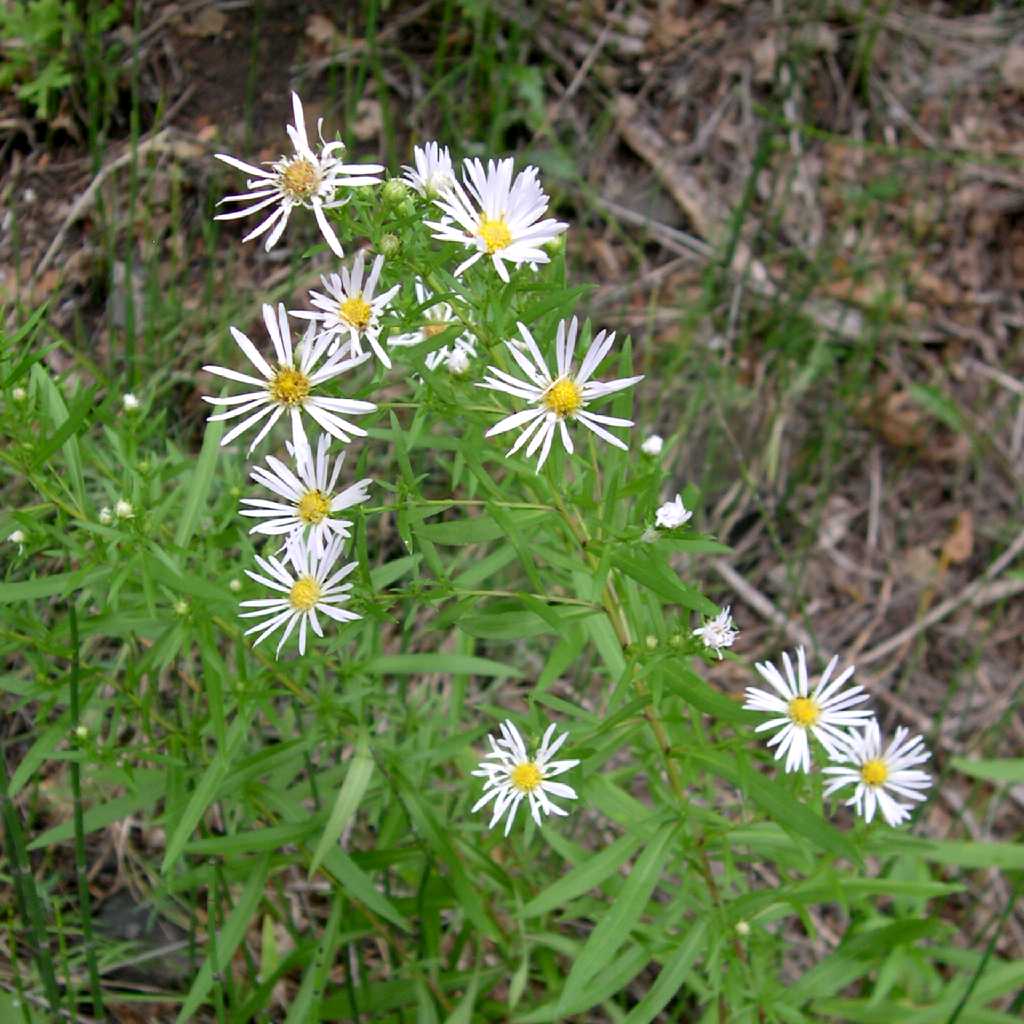 Plant image