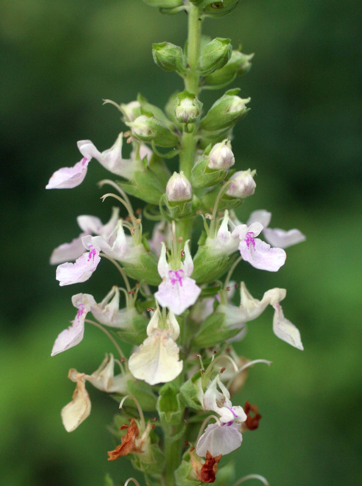 Plant image
