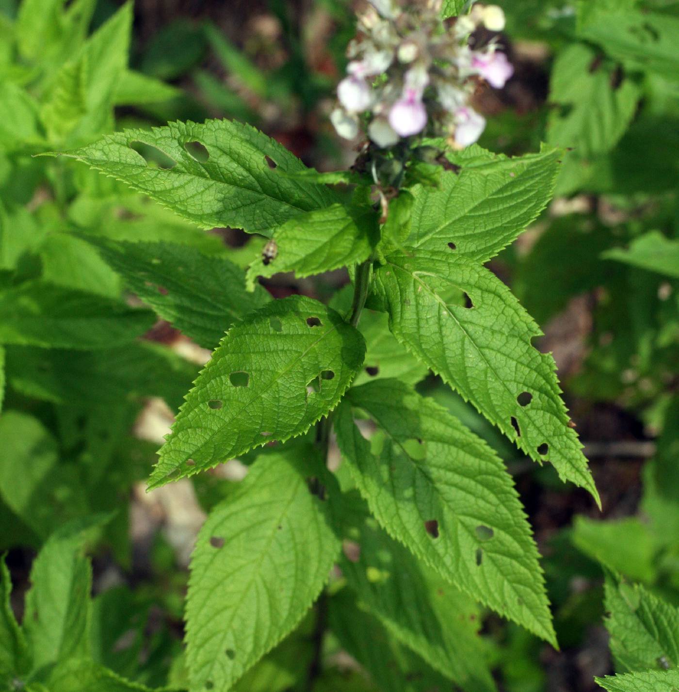 Plant image