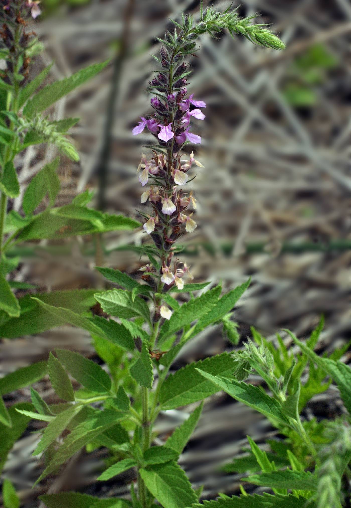Plant image