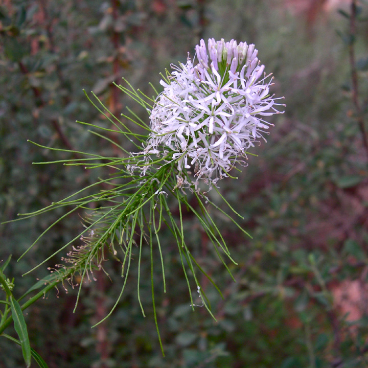 Plant image