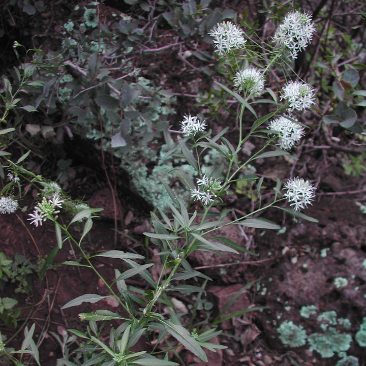 Plant image
