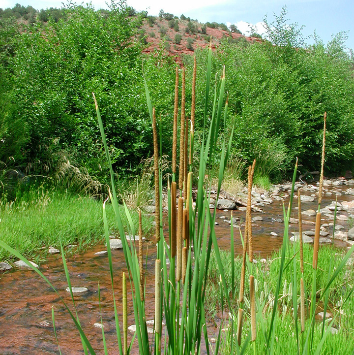 Plant image