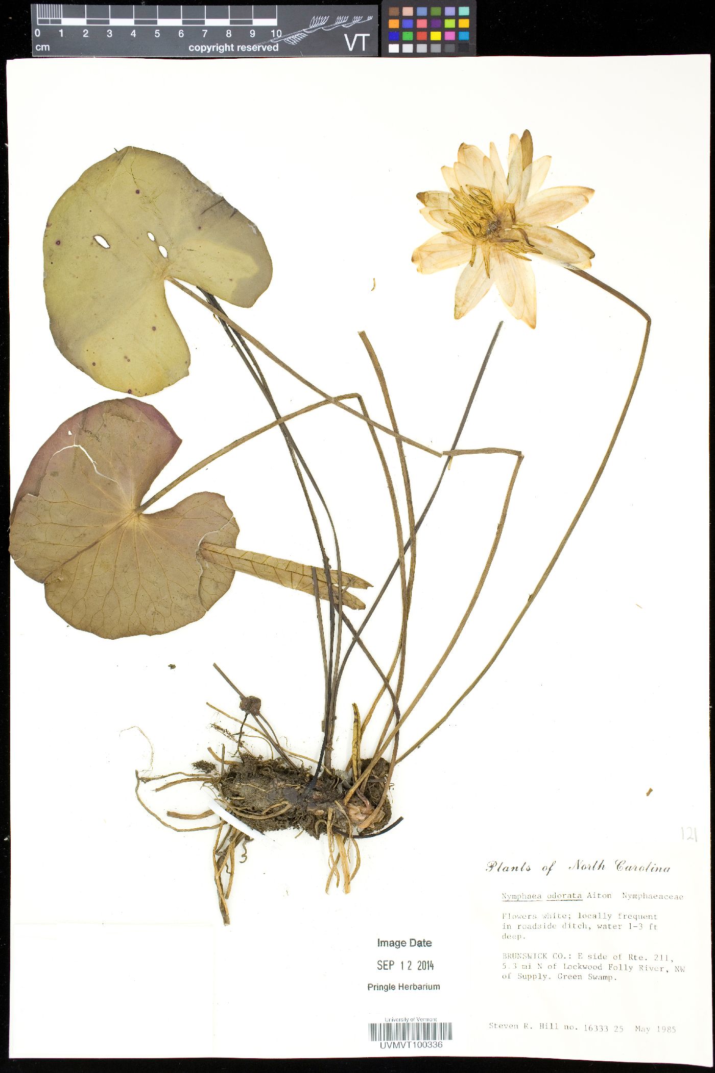Plant image