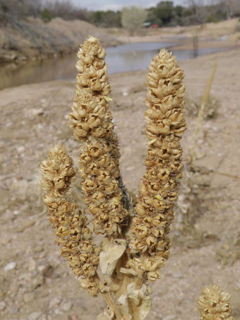 Plant image