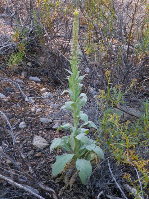 Plant image