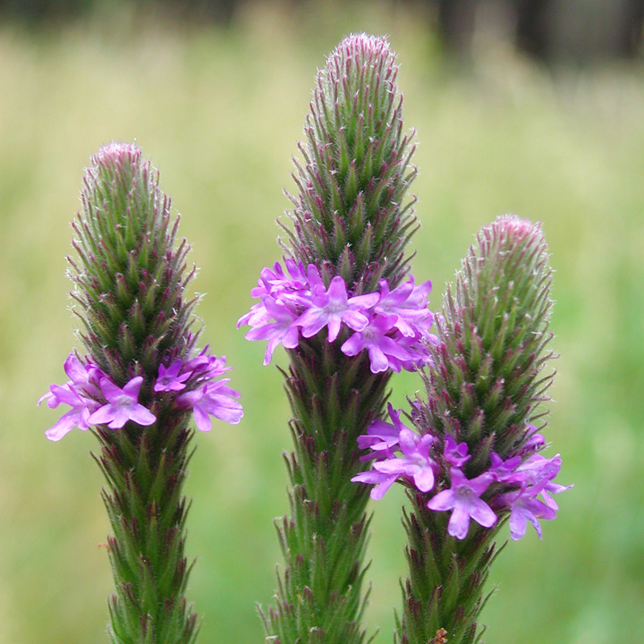 Plant image