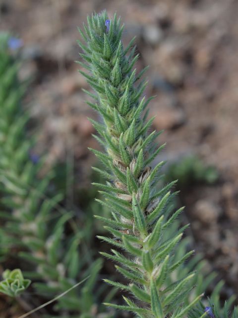 Plant image