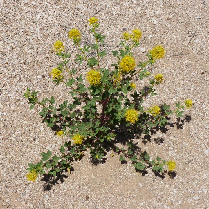 Plant image