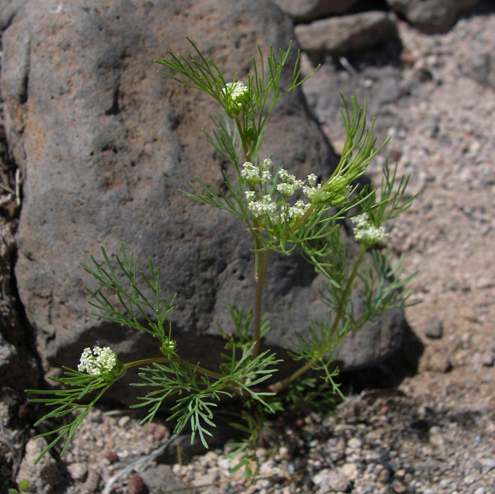 Plant image