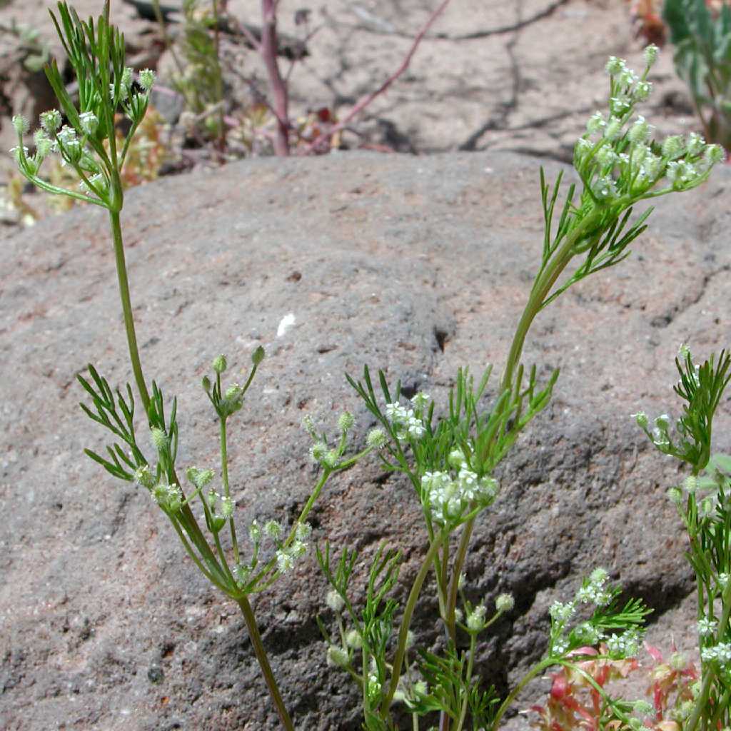 Plant image