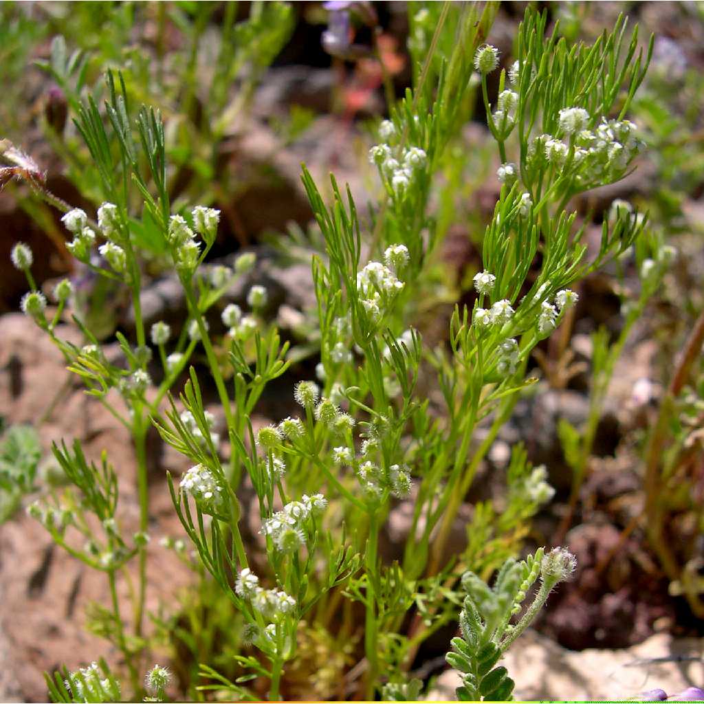 Plant image