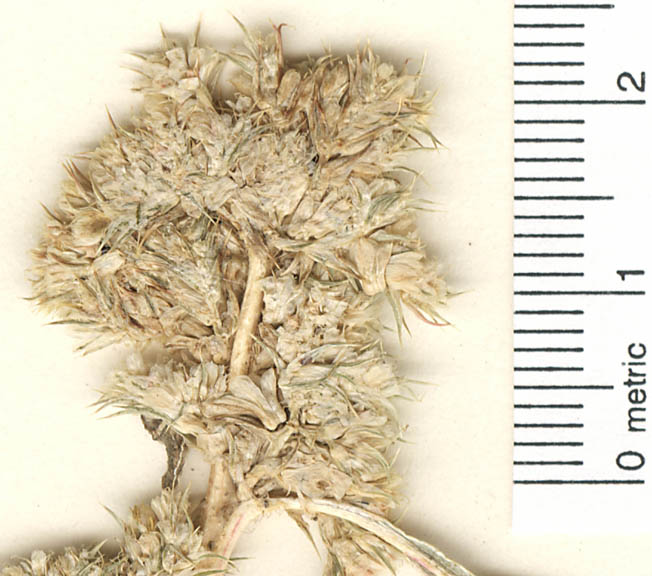 Plant image