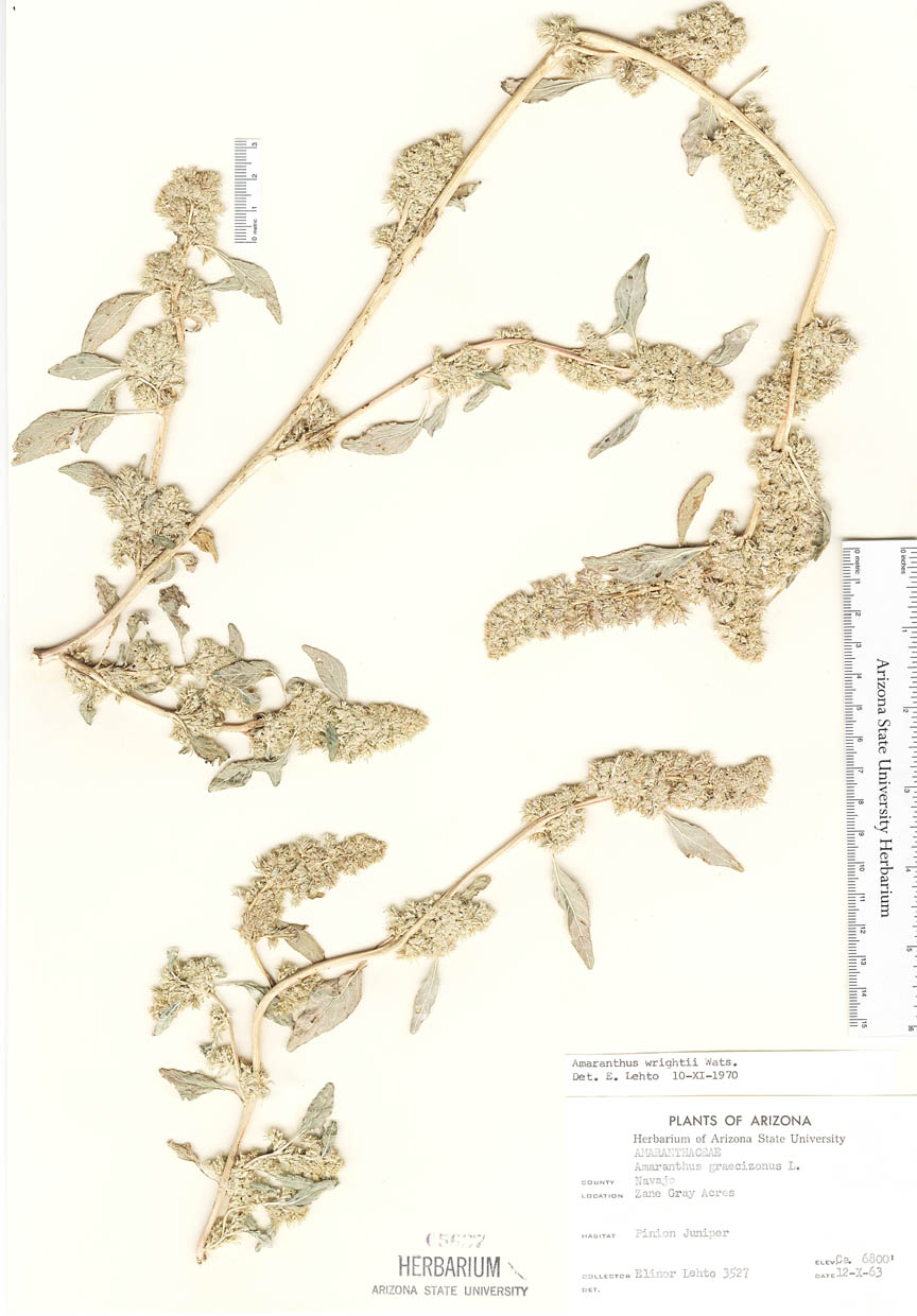 Plant image