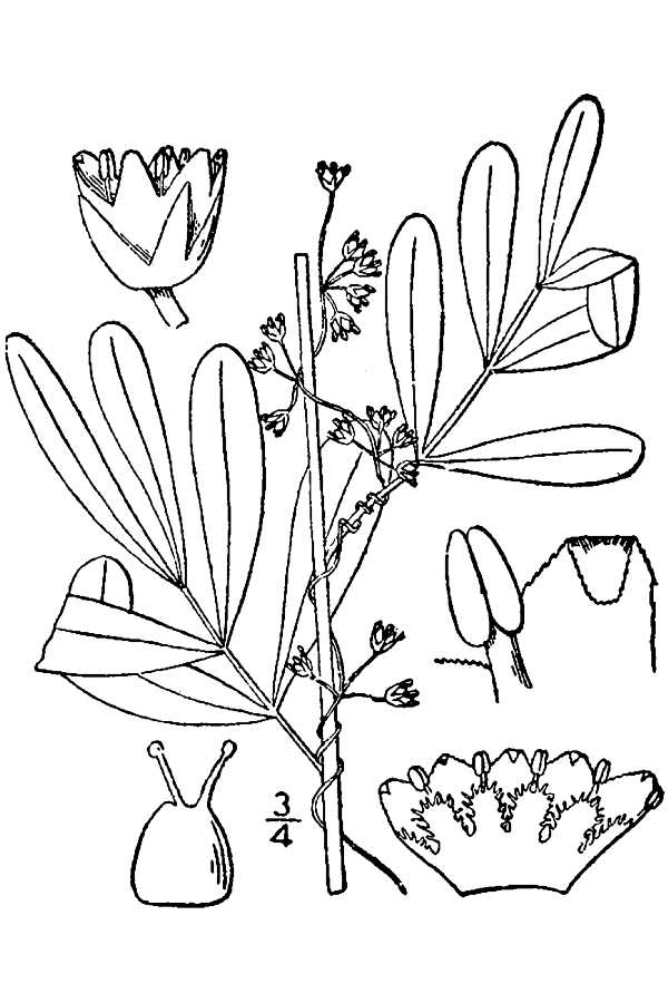 Plant image