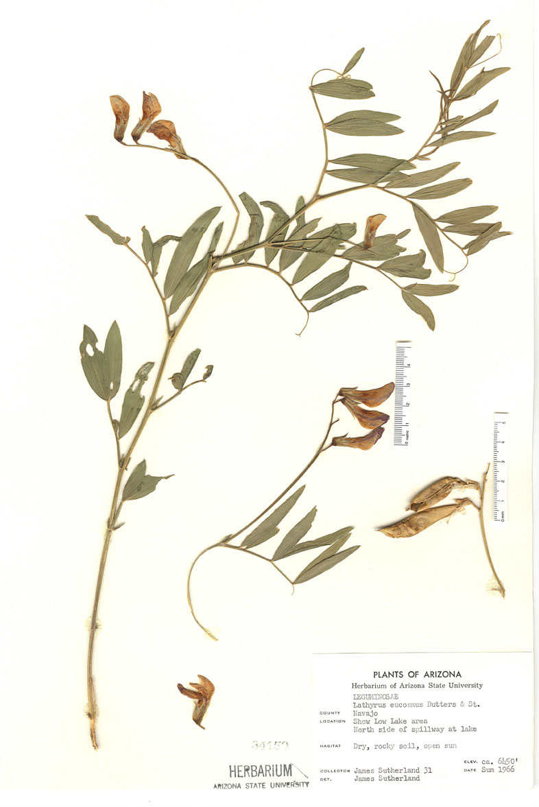 Plant image