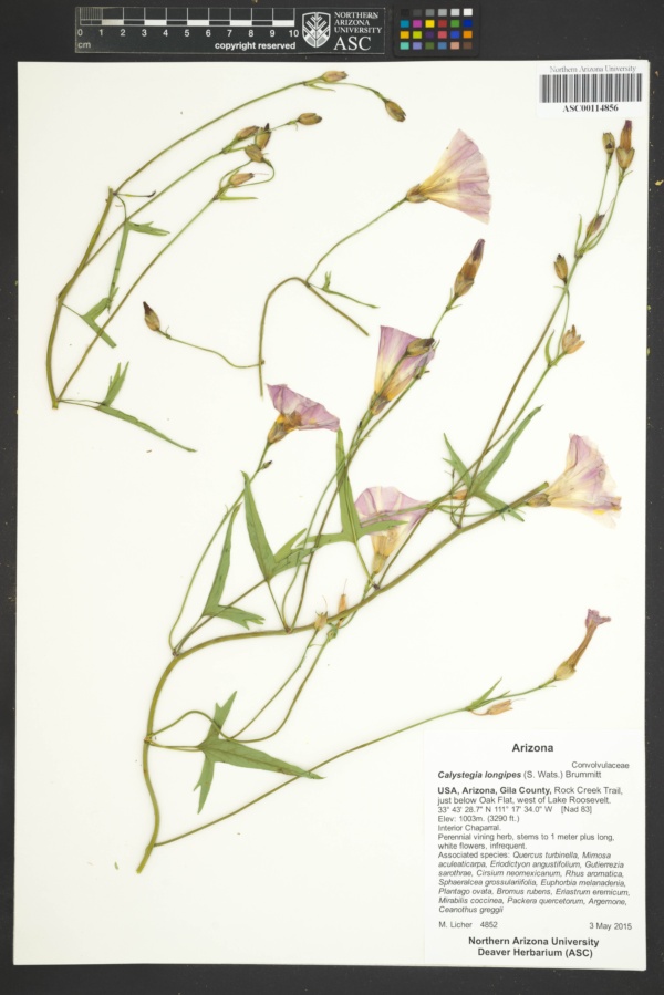 Plant image