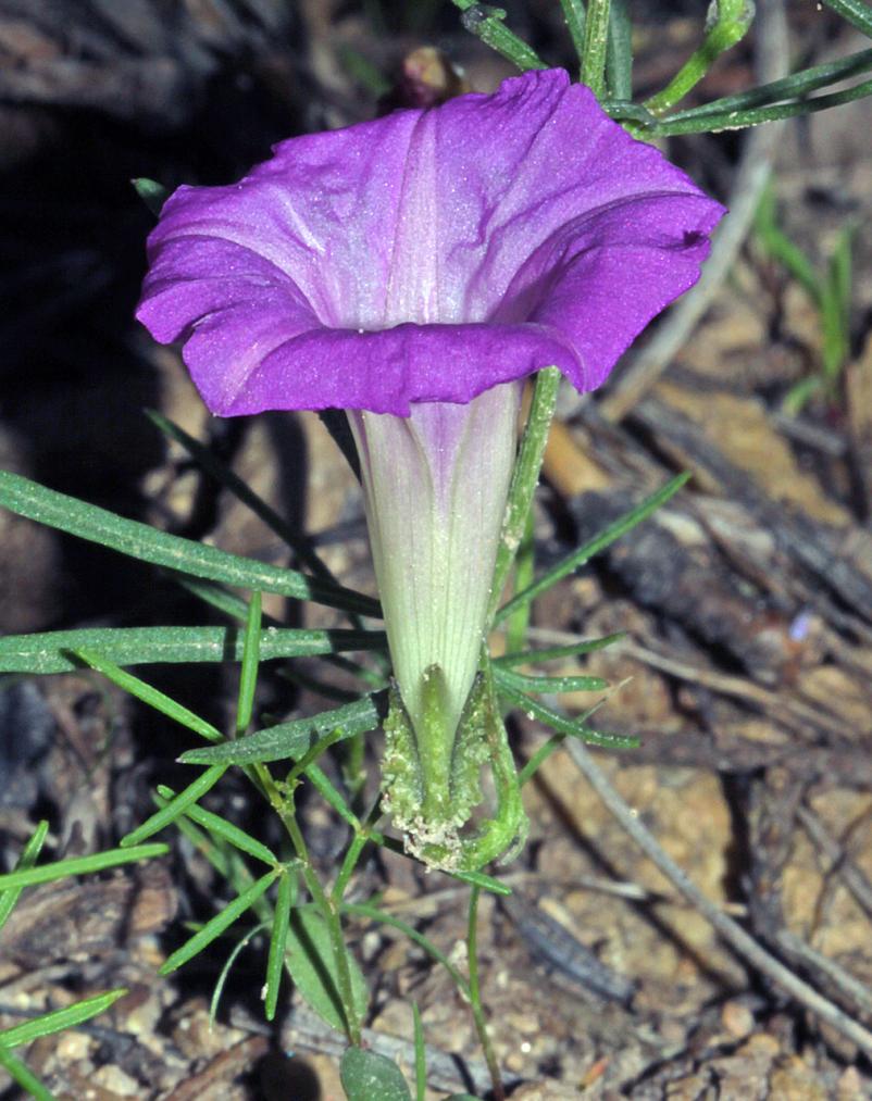 Plant image