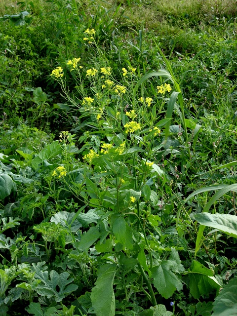 Plant image
