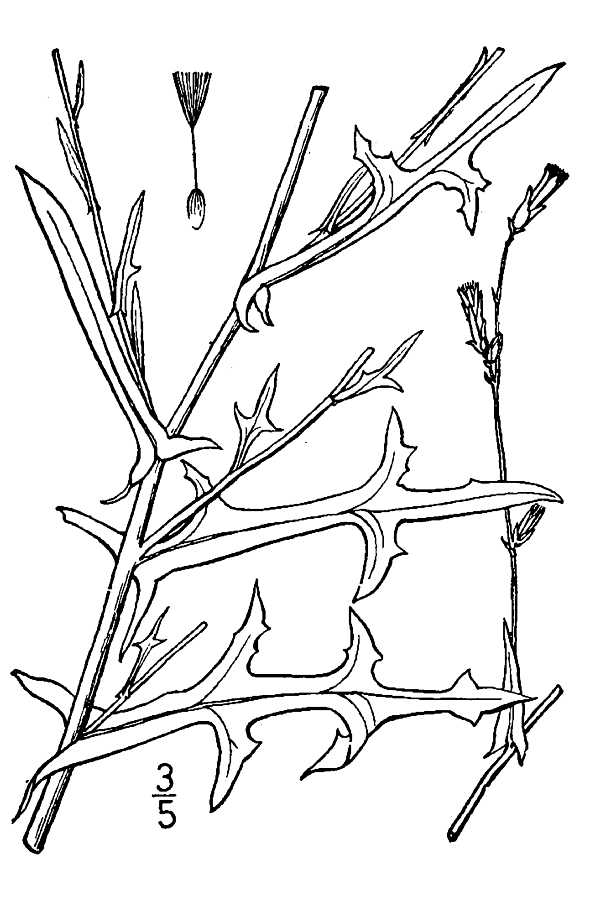 Plant image