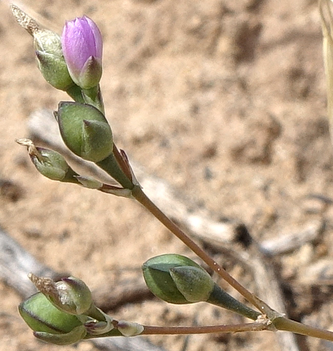 Plant image