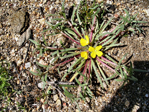 Plant image