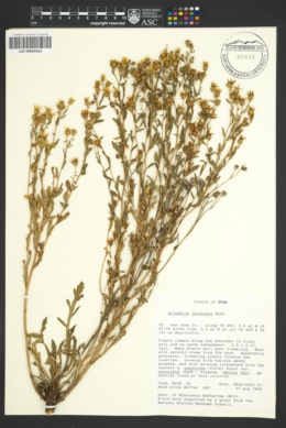 Plant image