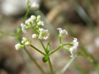Plant image
