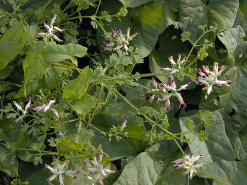 Plant image