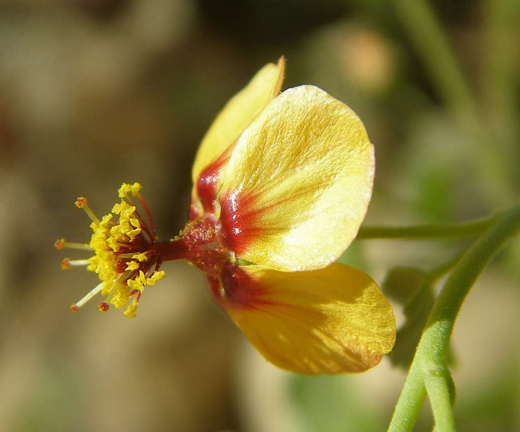 Plant image