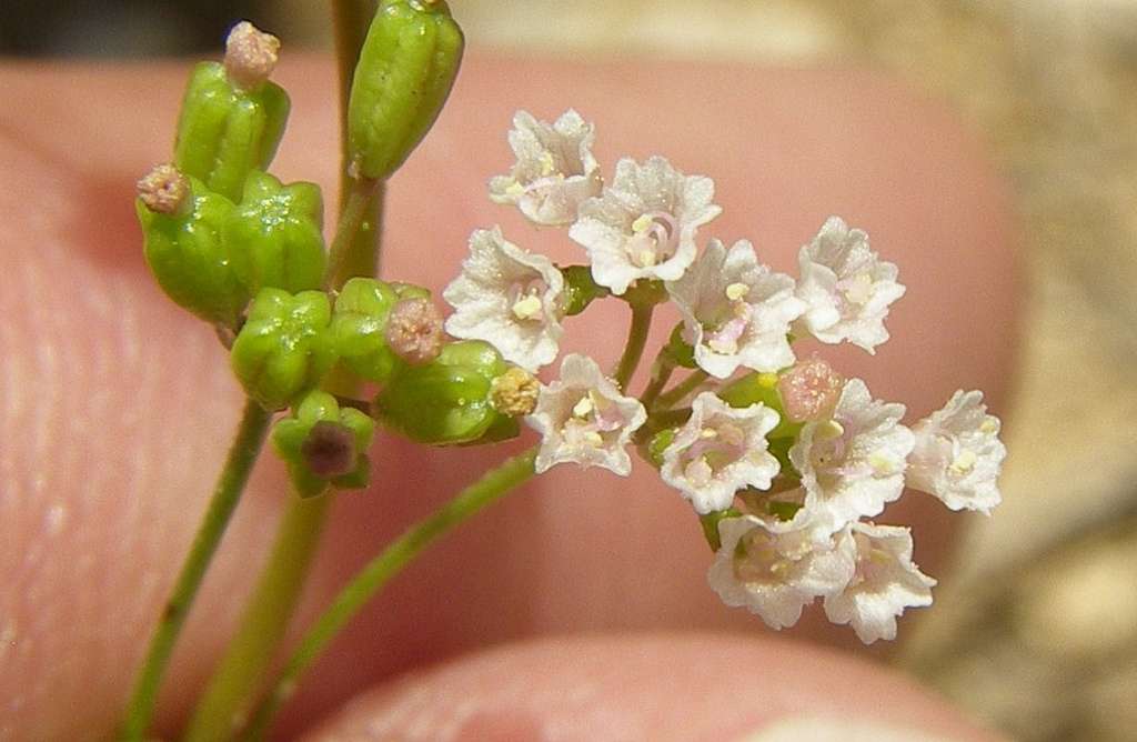 Plant image