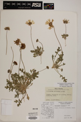 Plant image