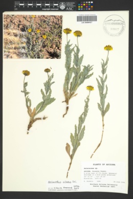 Plant image