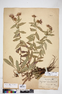 Plant image
