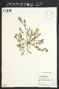Plant image