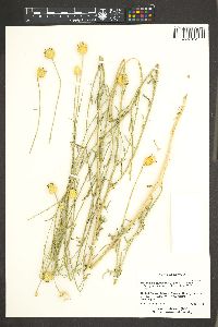 Plant image