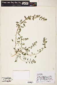 Plant Image