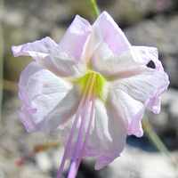 Plant image