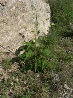 Plant image