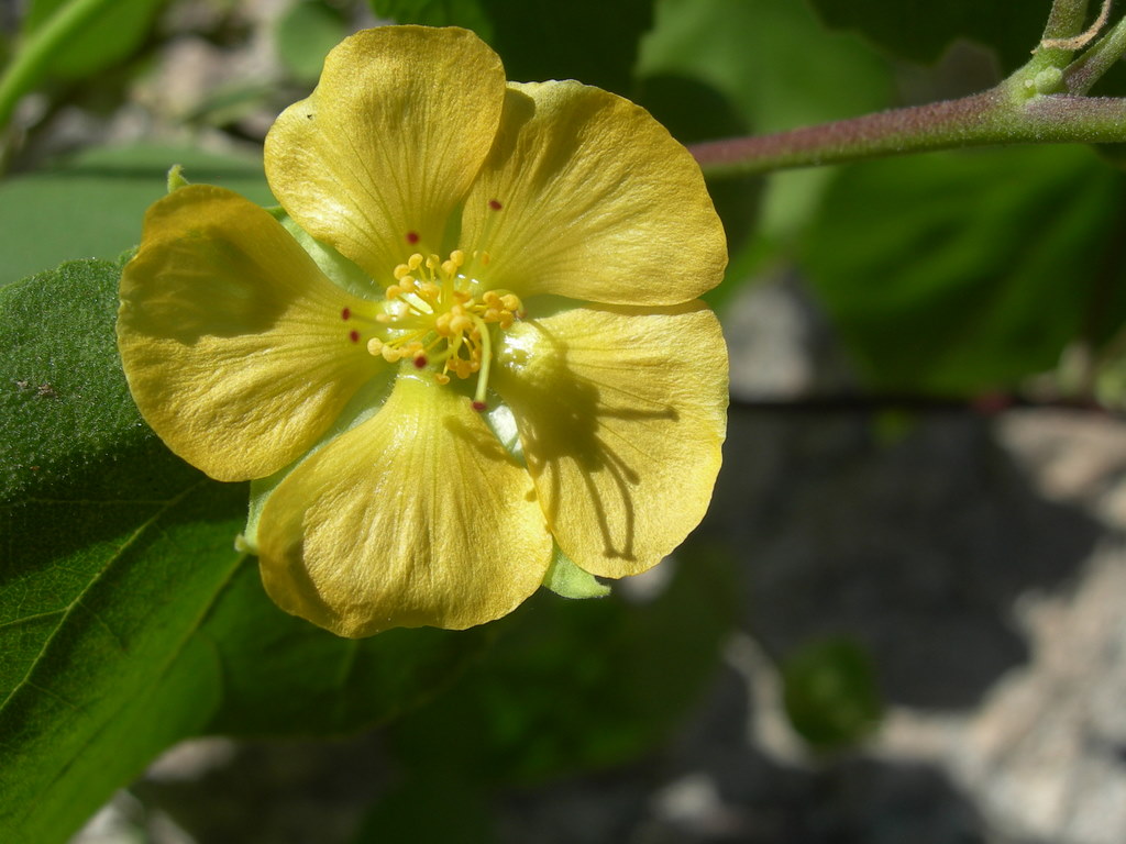 Plant image