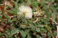 Plant image