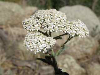 Plant image