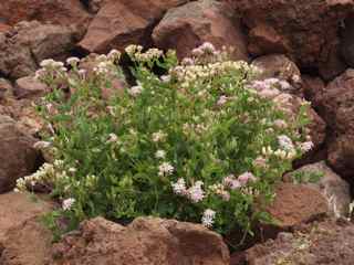 Plant image