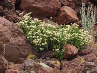 Plant image